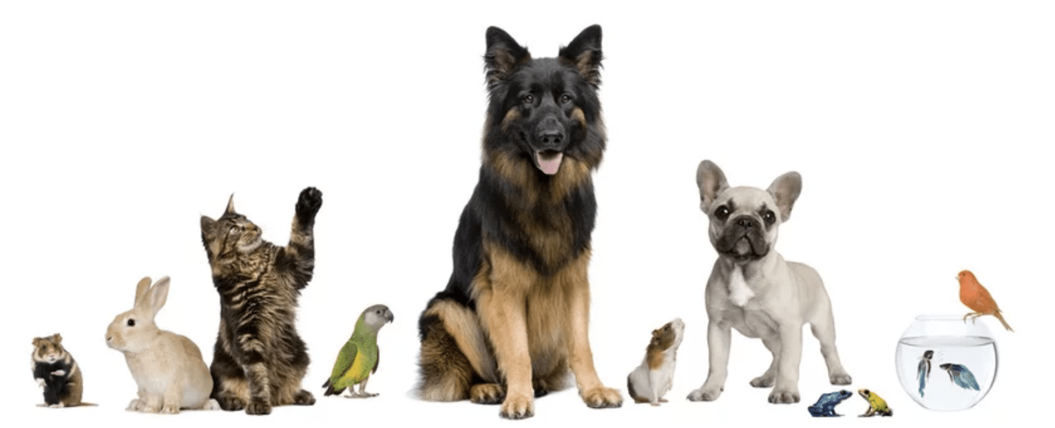 Bachelor Chargé De Gestion Et De Management En Structure Animalière BACHELOR CHARGÉ.E DE GESTION ET DE MANAGEMENT EN STRUCTURE ANIMALIÈRE -  Sup'Véto Lyon